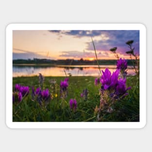 purple wildflowers Sticker